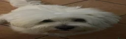 Maltese cani in vendita: Maltese  - Annuncio 3