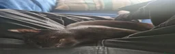 Europeo gatti in regalo: gatto cucciolo 7 mesi cerca casa🖤 - Annuncio 3