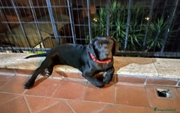 Labrador cani in vendita: Labrador  a Città metropolitana di Roma Capitale - Immagine 6