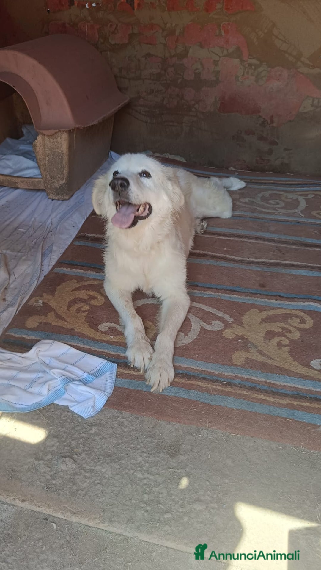 Meticcio cani in regalo: FABIANA MIX MAREMMANO - Annuncio 4