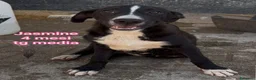 Meticcio cani in regalo: ADOTTA UN CUCCIOLO! a Provincia di Reggio Emilia - Annuncio 3