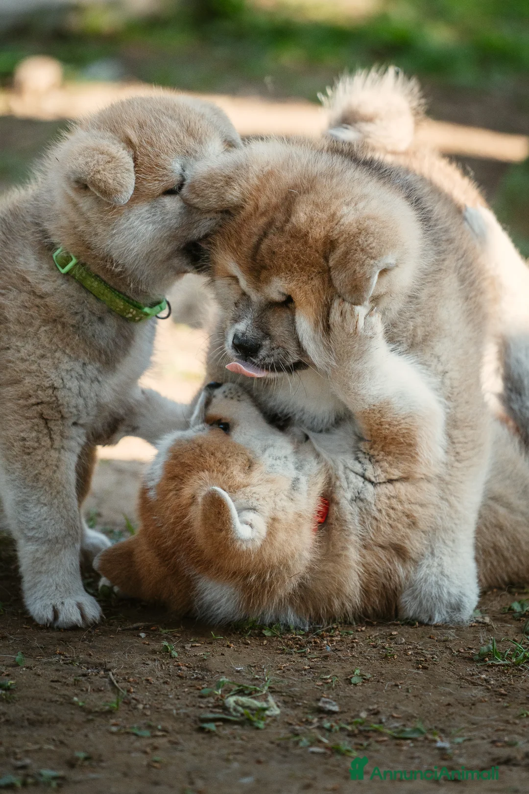 Akita Inu cani in vendita: Cuccioli di AKITA da allevamento ENCI  - Annuncio 5