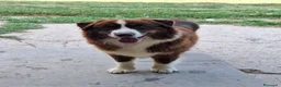 Australian Shepherd cani in vendita: Femmina di pastore australiano  - Annuncio 3