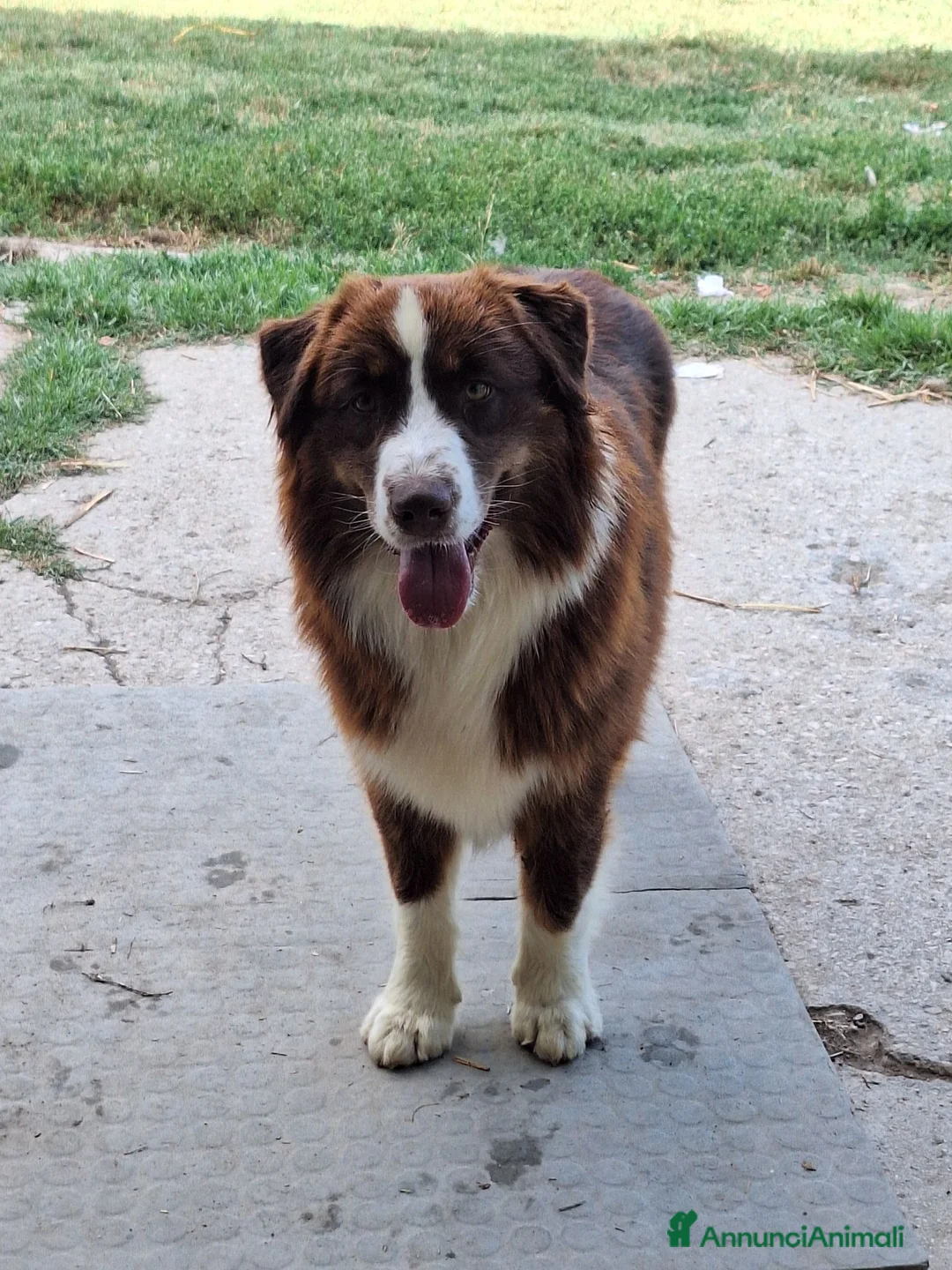Australian Shepherd cani in vendita: Femmina di pastore australiano  - Annuncio 3