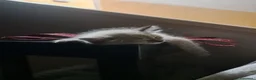 Siberiano gatti in vendita: Cucciolo siberiano neva  - Annuncio 7