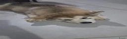 Alaskan Malamute cani in vendita: Bellissimi cuccioli di alaskan malamute  - Annuncio 4