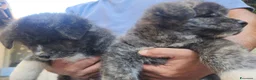 Akita Inu cani in vendita: Cuccioli di Akita Inu tigrate  - Annuncio 8