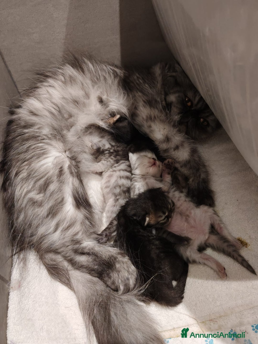 Persiano gatti in vendita: Cuccioli di Persiano  - Annuncio 2