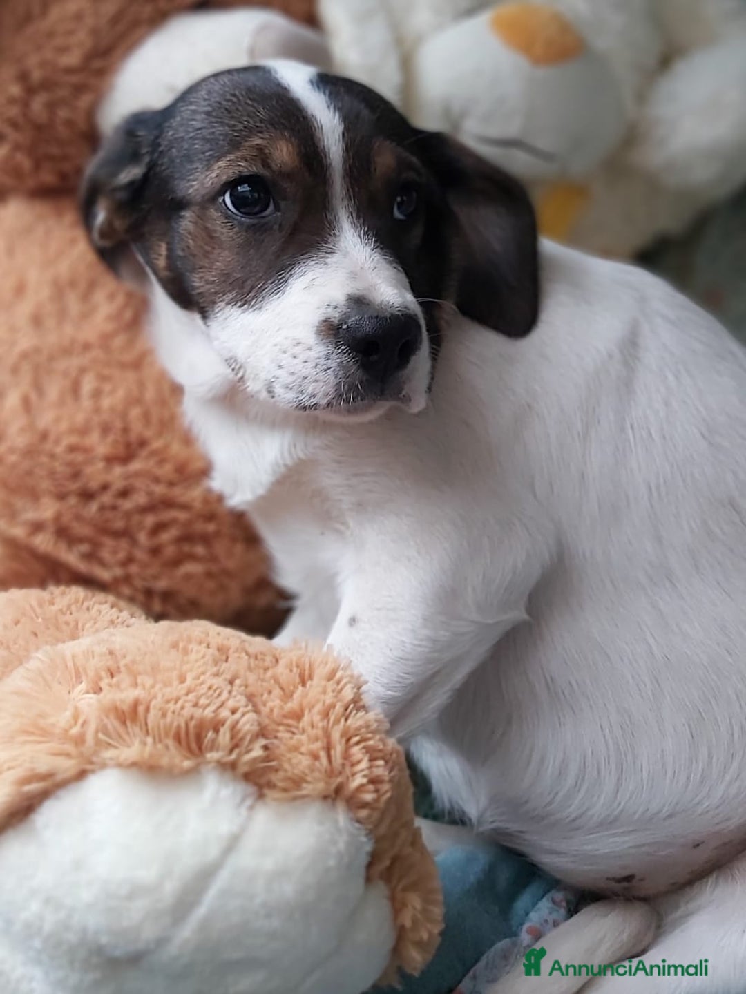 Meticcio cani in regalo: Mix Breton(mamma pura)15mesi nn trovano casa.Calab a Città Metropolitana di Milano - Annuncio 3