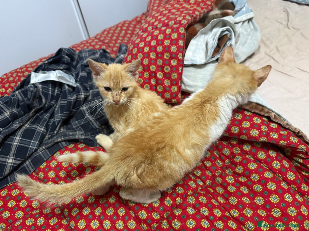 Europeo gatti in regalo: Gattini rossi trovatelli  - Annuncio 1