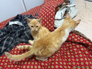 Europeo gatti Gattini rossi trovatelli - Annuncio 3