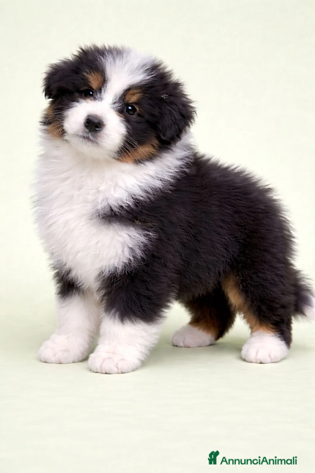 Australian Shepherd cani in vendita: CUCCIOLI PASTORE AUSTRALIANO - Annuncio 5