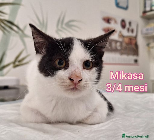 Europeo gatti - Annuncio 8