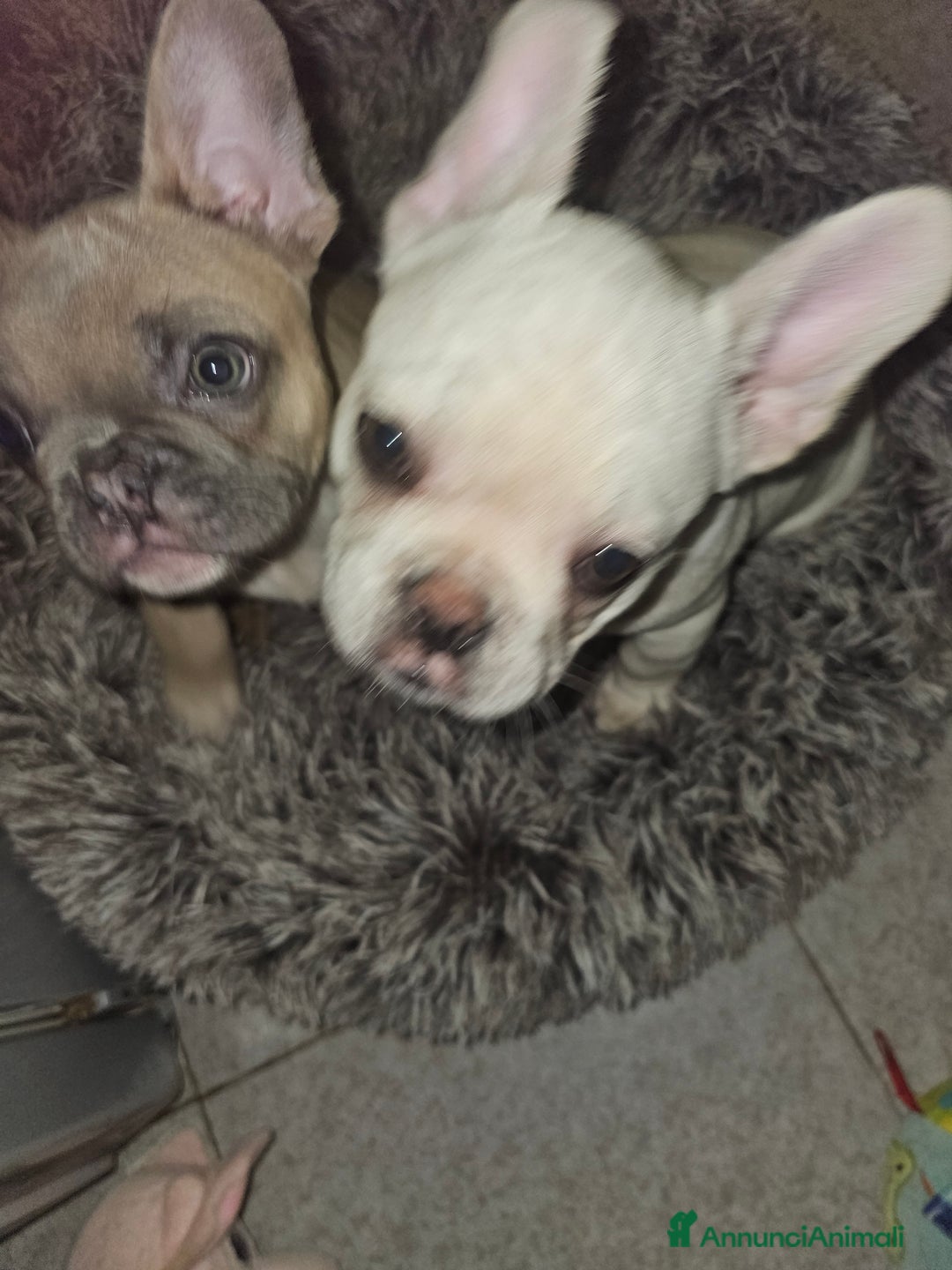 Bulldog Francese cani in vendita: Cuccioli buldog francese! - Annuncio 1