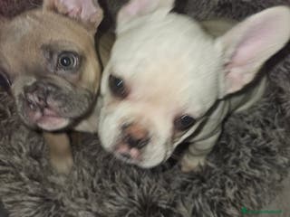 Bulldog Francese cani Cuccioli buldog francese! - Annuncio 41