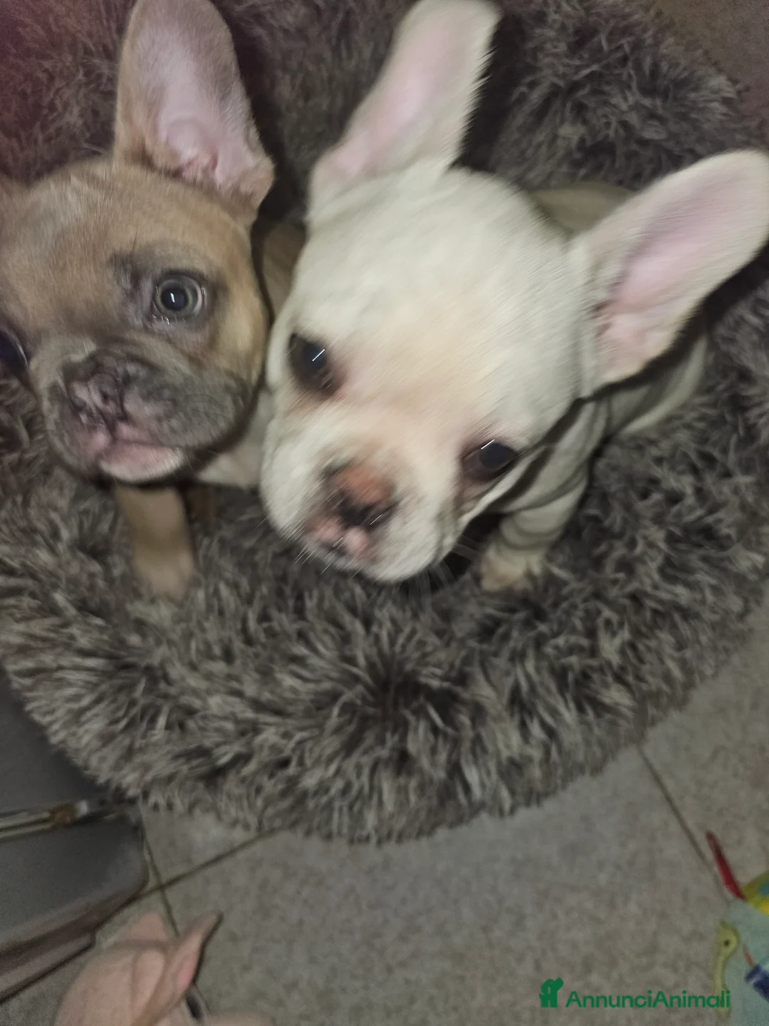 Bulldog Francese cani in vendita: Cuccioli buldog francese! - Annuncio 1