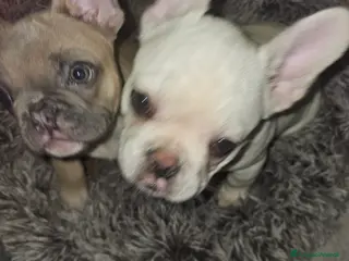 Bulldog Francese cani Cuccioli buldog francese! - Annuncio 19