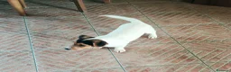 Jack Russell cani in vendita: Cucciolata Jack Russelle Terrier con Pedigree - Annuncio 3
