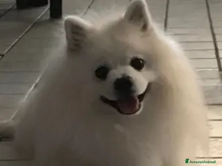 Volpino Italiano cani Cuccioli di volpino italiano - Annuncio 10