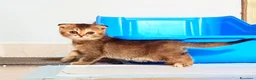 Scottish gatti in vendita: Gattini scottish - Annuncio 4