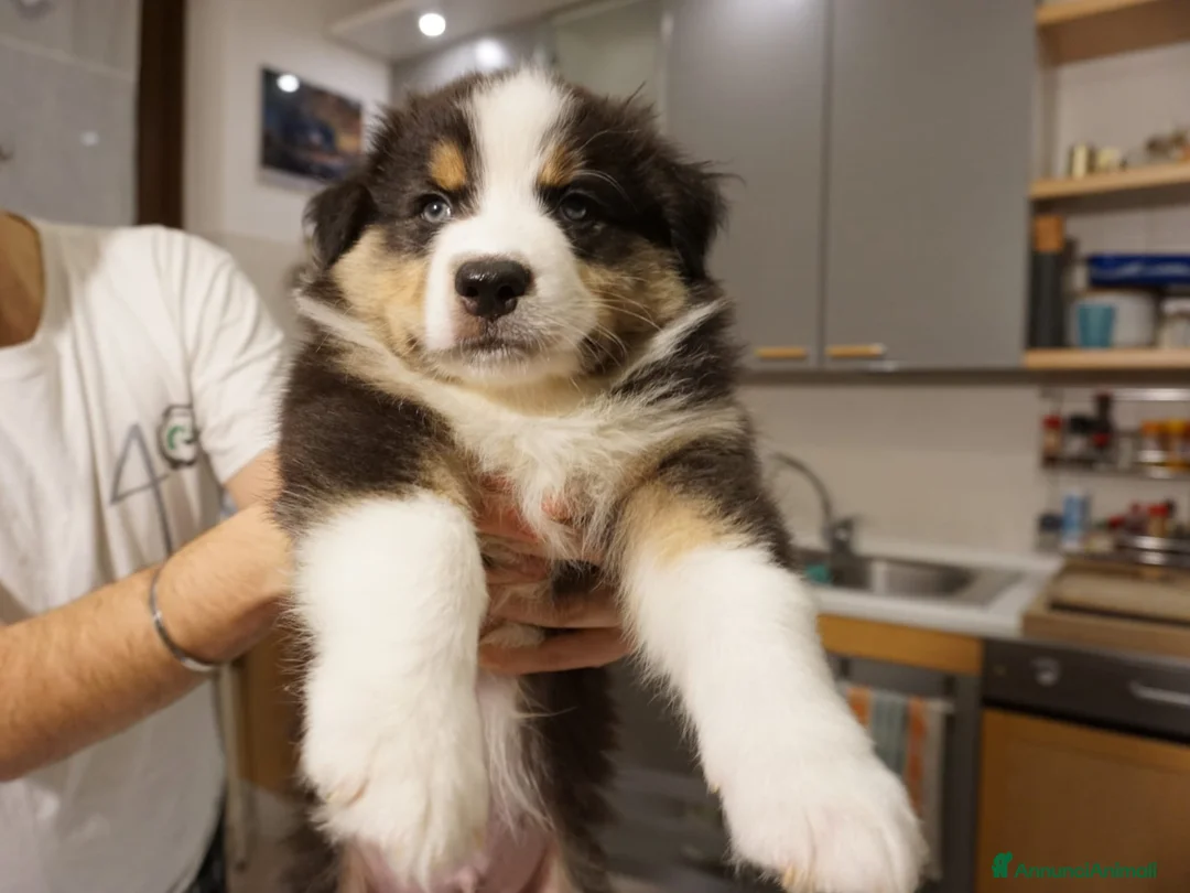 Australian Shepherd cani in vendita: Cucciolata Australian Shepherd  - Annuncio 2