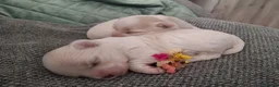 Maltese cani in vendita: Maltesi maschi PEDIGREE ENCI - Annuncio 4