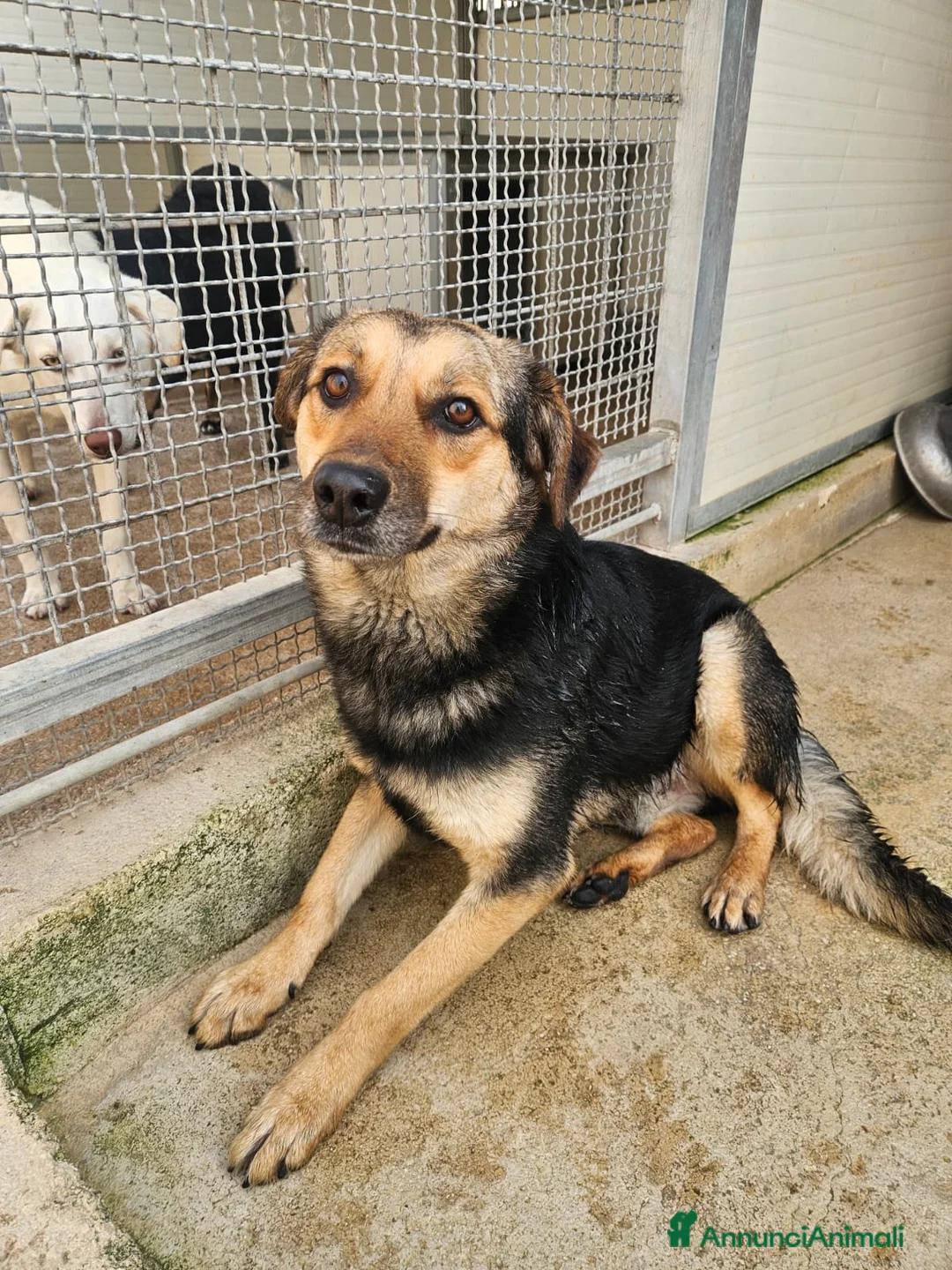 Meticcio cani in regalo: Andrea: 2 anni, timido e dolce - Annuncio 1