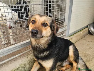 Meticcio cani Andrea: 2 anni, timido e dolce - Annuncio 2