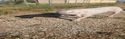 Dogo Argentino cani in regalo: Giovanni: Dogo Argentino dolce equilbrato  - Annuncio 11