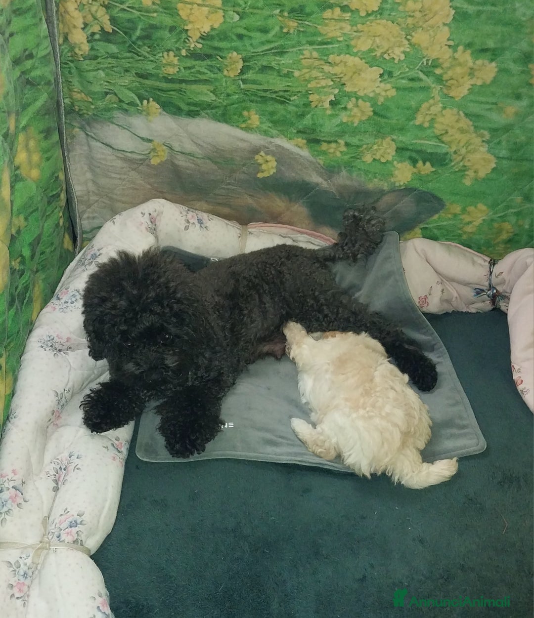 Barboncino Toy cani in vendita: Barboncino Toy Bianco  - Annuncio 4