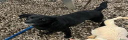 Meticcio cani in regalo: Monica 3 anni Taglia piccola  - Annuncio 4