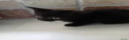Europeo gatti in regalo: gatto cucciolo nero 1 mese cerca casa ❤️ - Annuncio 5