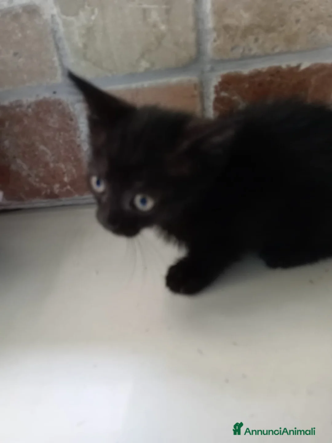Europeo gatti in regalo: gatto cucciolo nero 1 mese cerca casa ❤️ - Annuncio 5