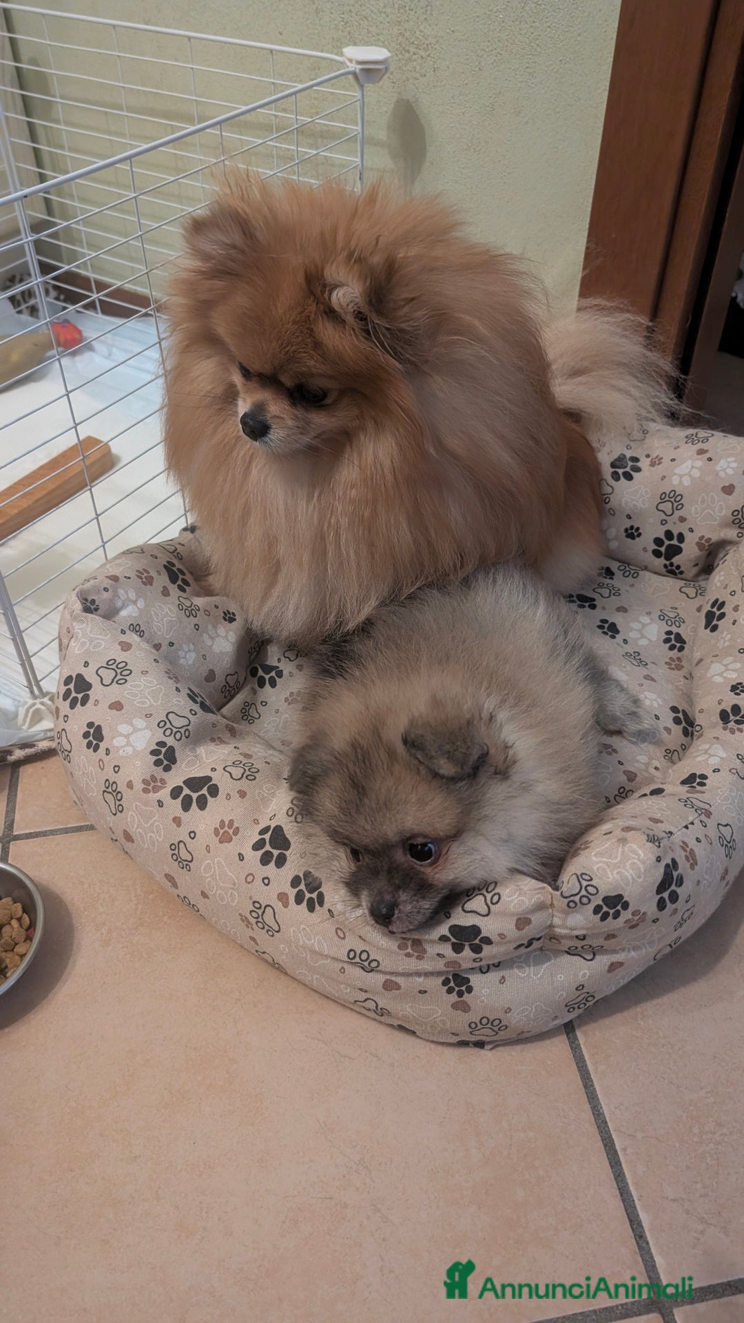 Volpino Pomerania cani in vendita: Volpino pomerania pedigree - Annuncio 4