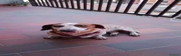 Bassotto cani in vendita: Bassotto arlecchino fulvo  a Provincia di Chieti - Annuncio 1