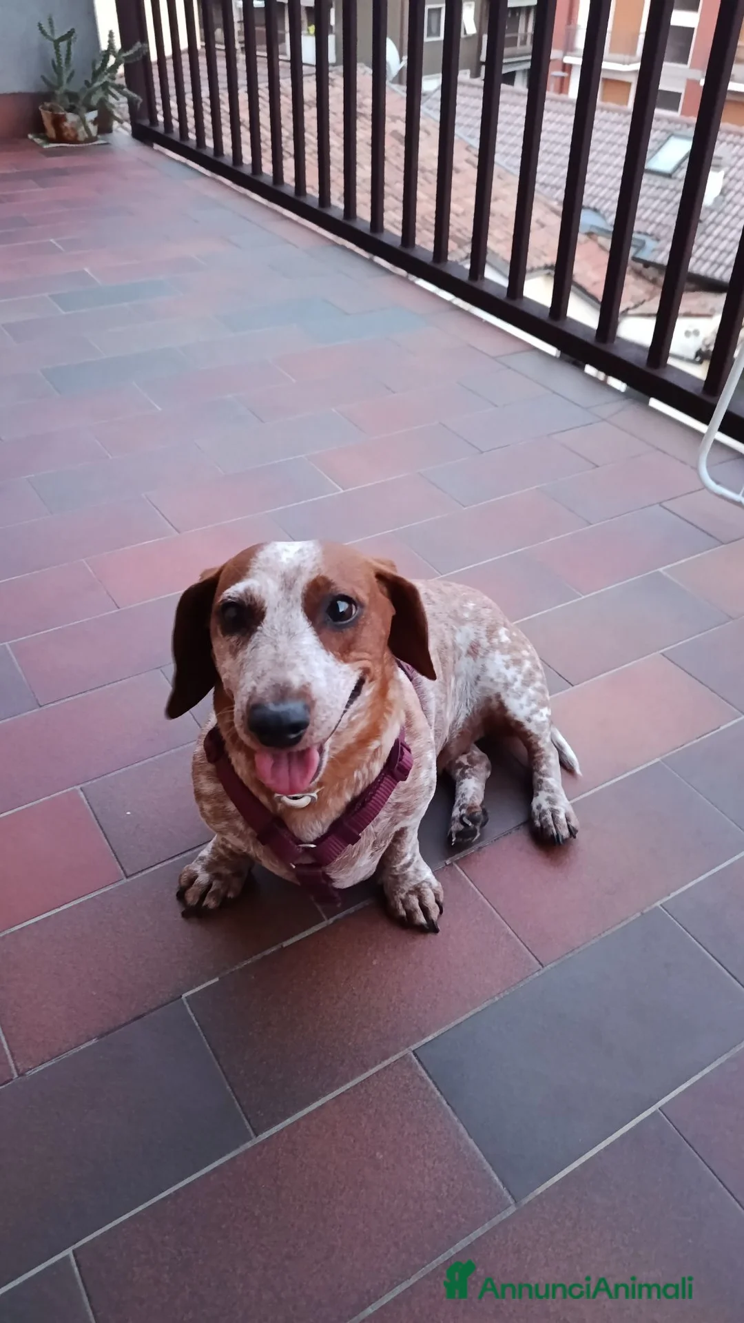 Bassotto cani in vendita: Bassotto arlecchino fulvo  a Provincia di Chieti - Annuncio 1