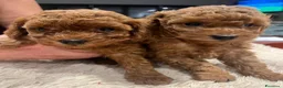 Barboncino Toy cani in vendita: Barboncino toy - Annuncio 1