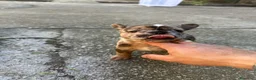 Bulldog Francese cani in vendita: bulldog francese blue merlè e 2 nere tigrate - Annuncio 11