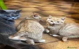 Scottish gatti in vendita: Cuccioli scottish - Immagine 2