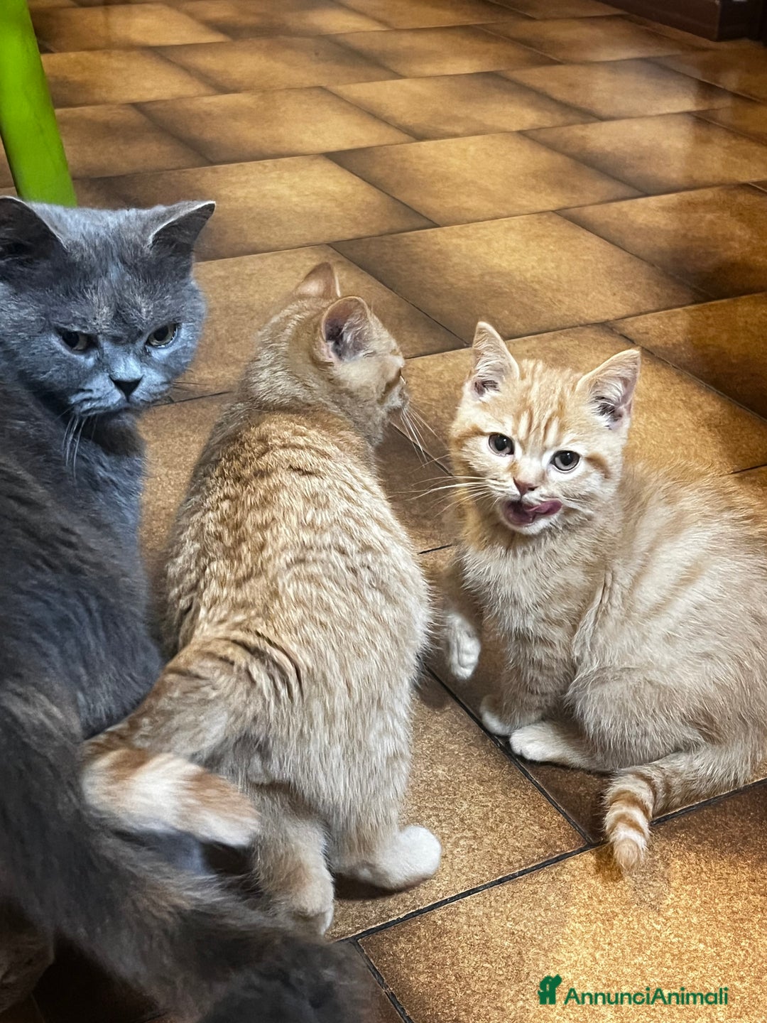 Scottish gatti in vendita: Cuccioli scottish - Annuncio 2