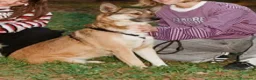 Meticcio cani in regalo: Anais, la nostra splendida lupetta - Annuncio 2