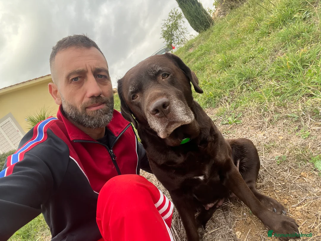 Labrador cani in vendita: Labrador Cioccolato - Annuncio 5