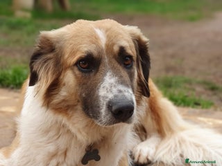 Meticcio cani TRITONE,buono e desideroso di coccole a Pomezia - Annuncio 1