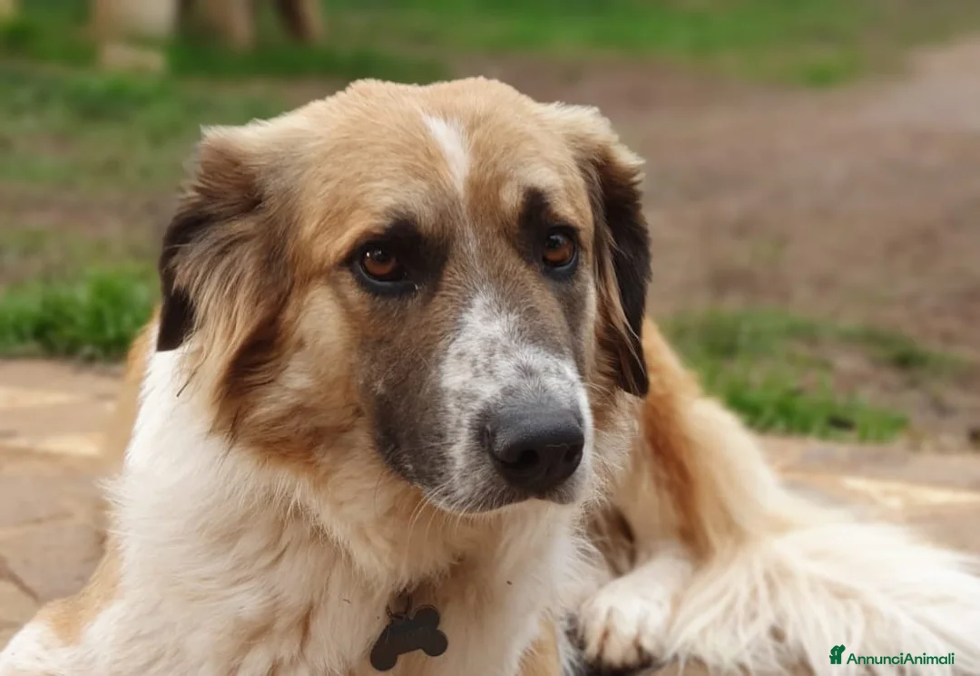Meticcio cani in regalo: TRITONE,buono e desideroso di coccole a Pomezia - Annuncio 1