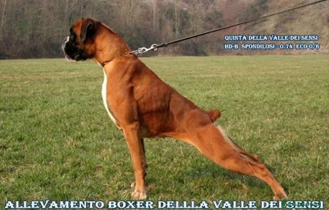 Boxer cani in vendita: BOXER CUCCIOLI DISPONIBILI - Annuncio 22