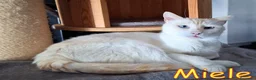 Europeo gatti in regalo: MIELE OGGI CERCA CASA PER SEMPRE - Annuncio 5