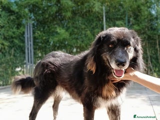 Meticcio cani LUPO un amico fedele! - Annuncio 3