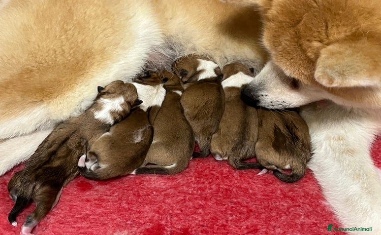 Akita Inu cani a Città metropolitana di Roma Capitale - Annuncio 1