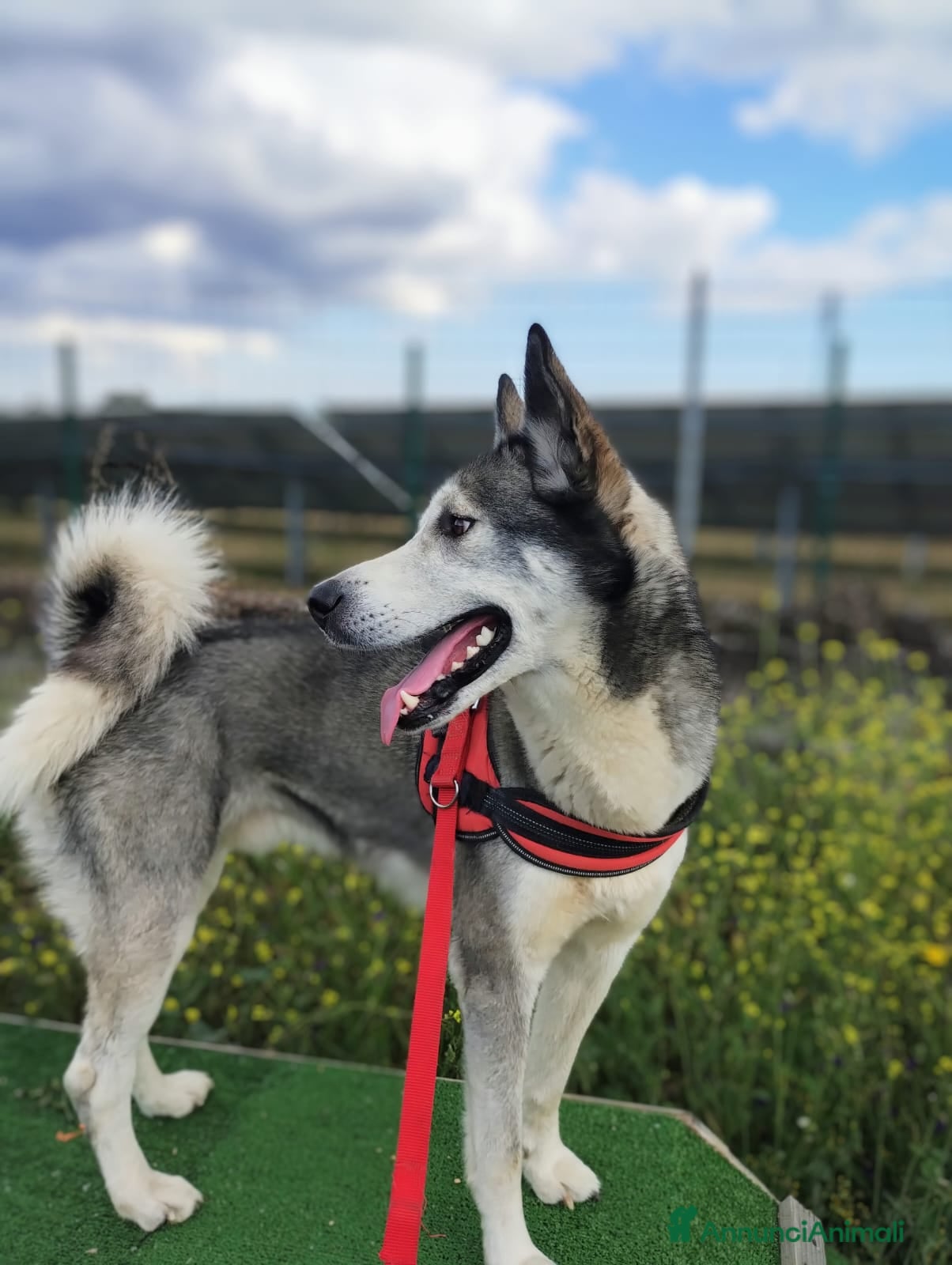 Meticcio cani Buck  - Annuncio 23