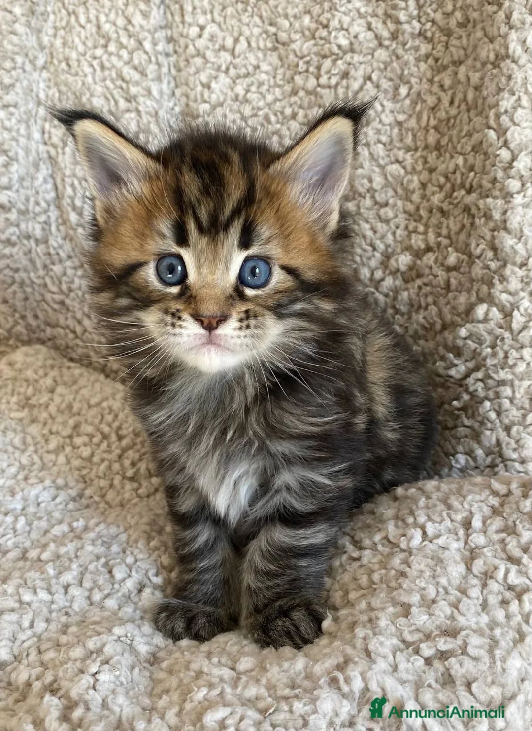 Maine Coon gatti in vendita: Gattino maschio dall'allevamento Mainemarie - Annuncio 2